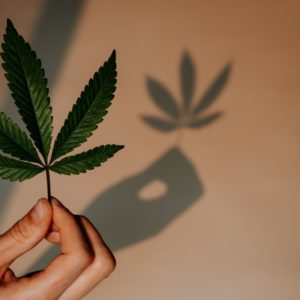 Headimage-Cannabis-Legalisierung-Sanitygroup-Blog-Unsplash-Shelby-Ireland