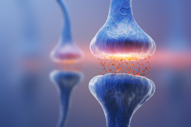 Sanity Group Blog das Endocannabinoidsystem Headimage