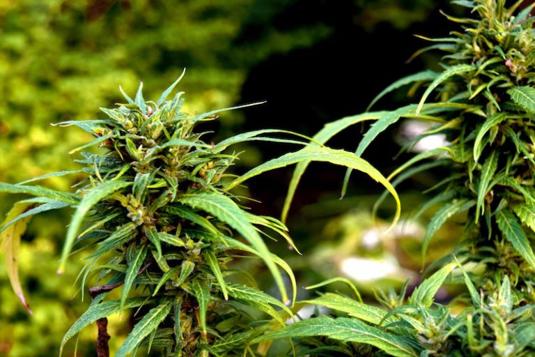 Sanity Group Cannabis-Anbau Welche Produktionsmodelle sieht das überarbeitete Eckpunktepapier vor
