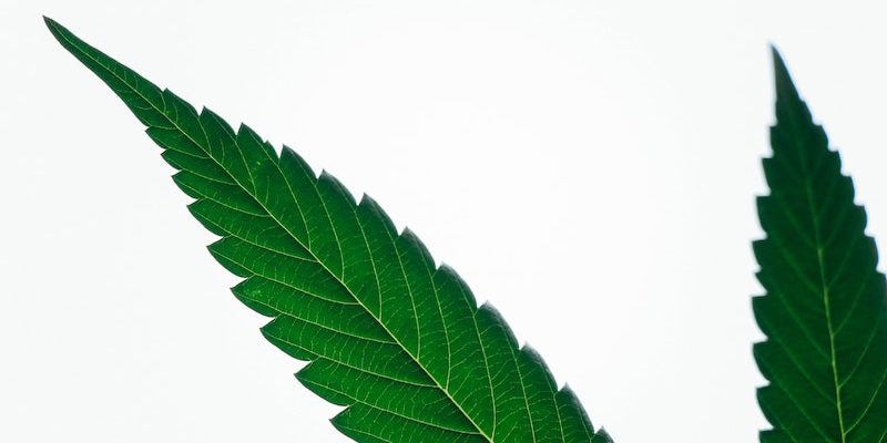 Sanity Group Blog Cannabis Blüten oder Extrakte