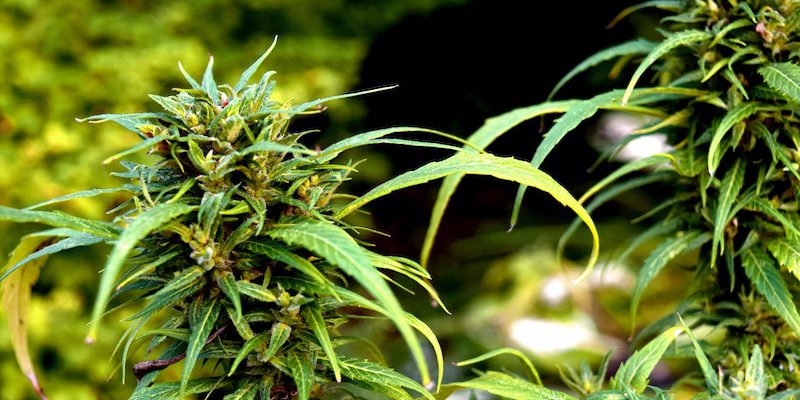 Sanity Group Cannabis-Anbau Welche Produktionsmodelle sieht das überarbeitete Eckpunktepapier vor