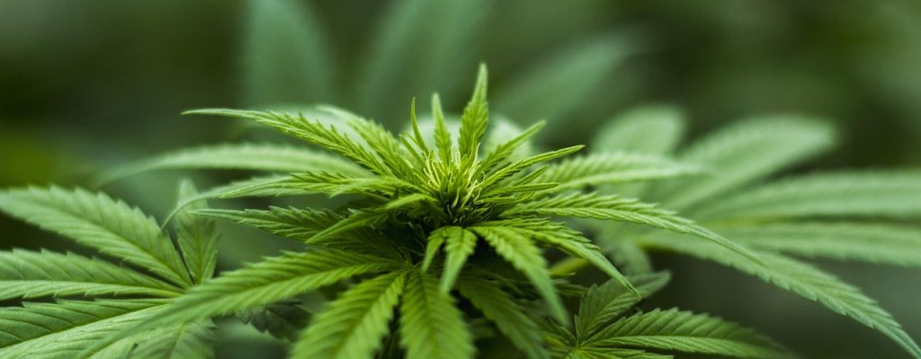 (c) Pixabay_Herbal Hemp